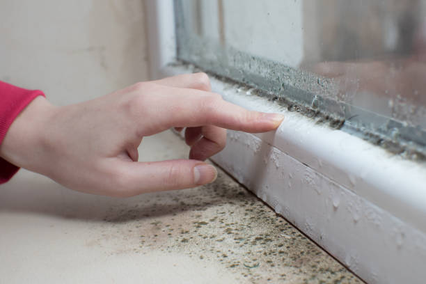 Best Mold-Related Health Consultation  in Shelby, OH